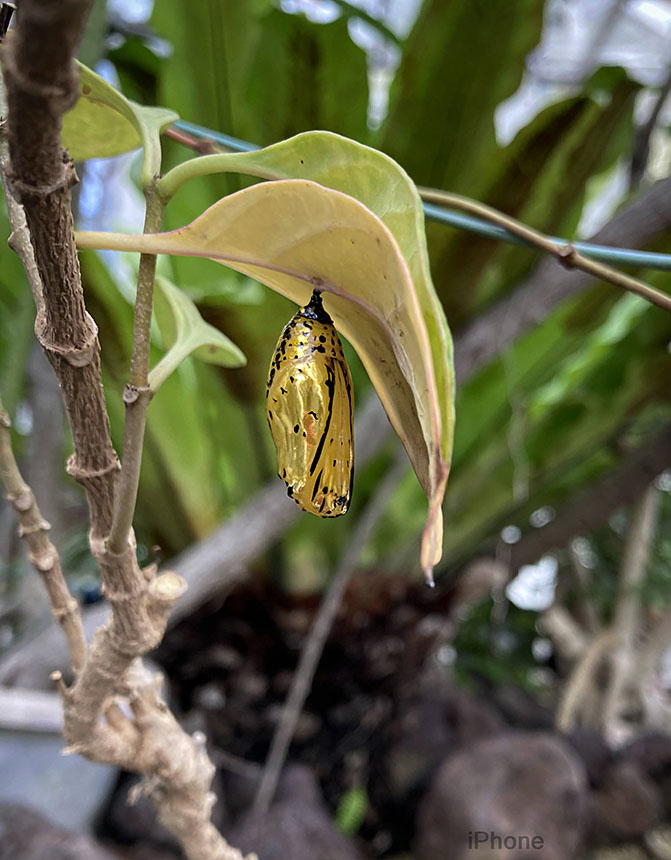 IMG_7062oogomadara