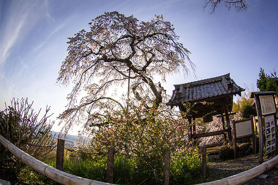 IMG_7224sakura
