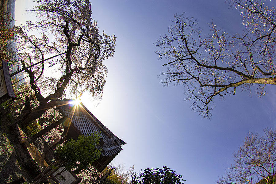 IMG_7237NRsakura