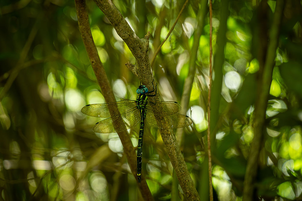 IMG_6241yabuyanma