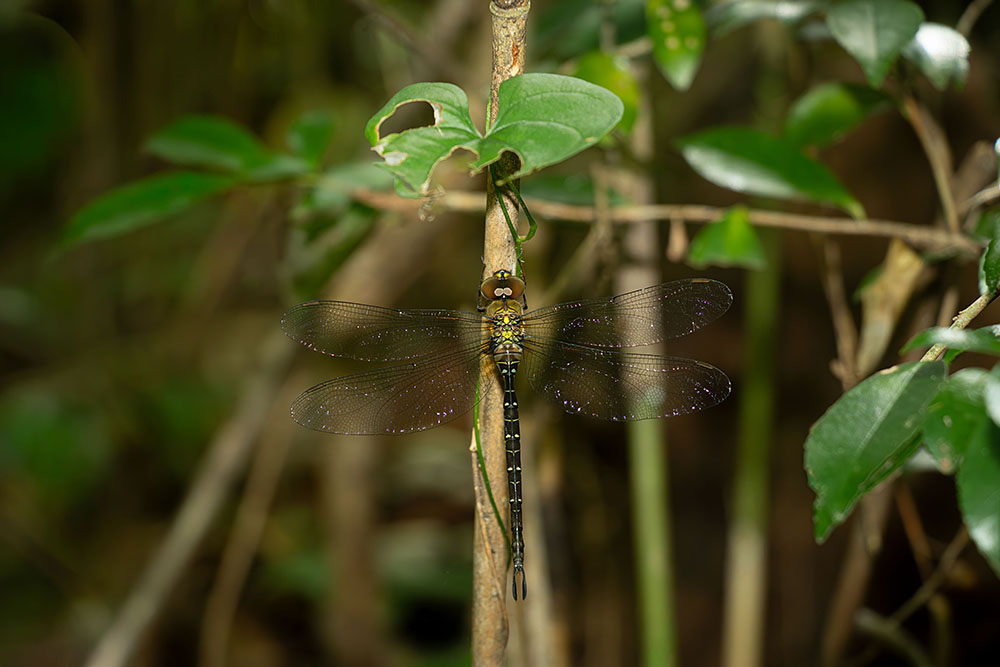 IMG_6656katoriyanma