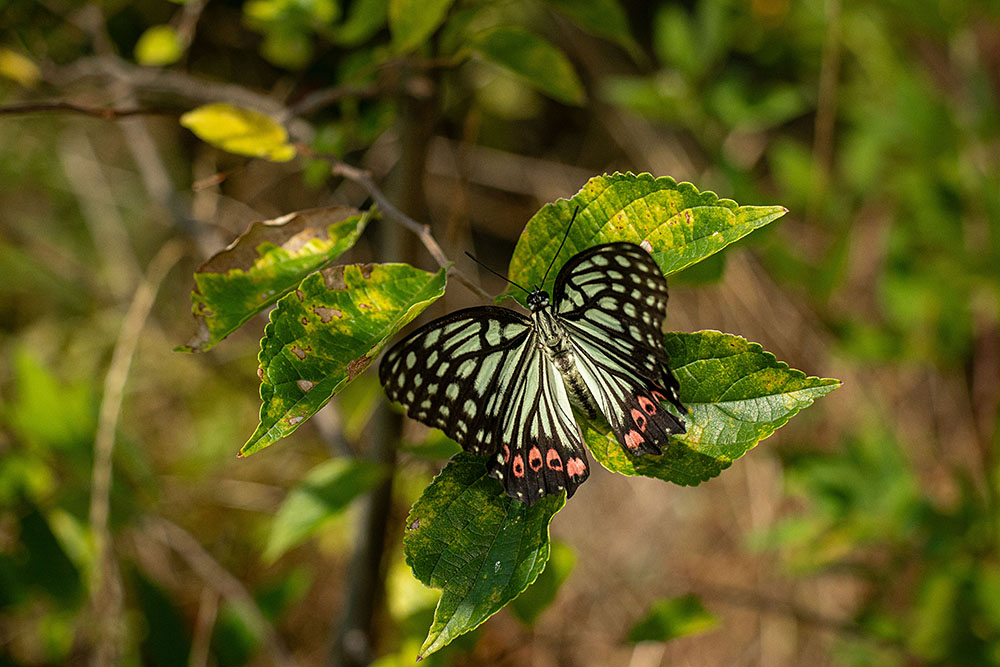 IMG_6870akabosigomadara