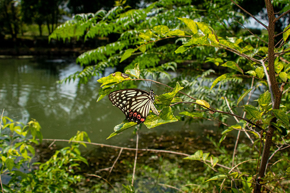 IMG_6879akabosigomadara