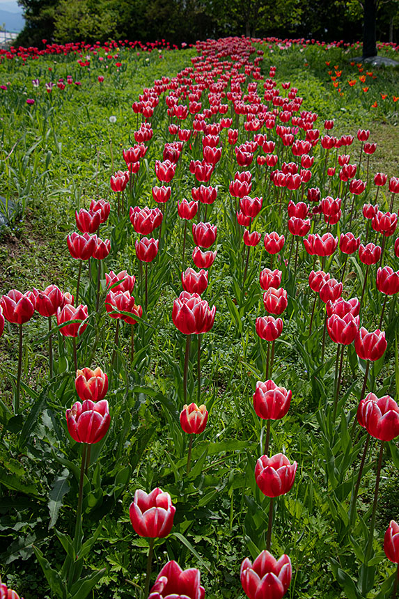 IMG_8508tulip