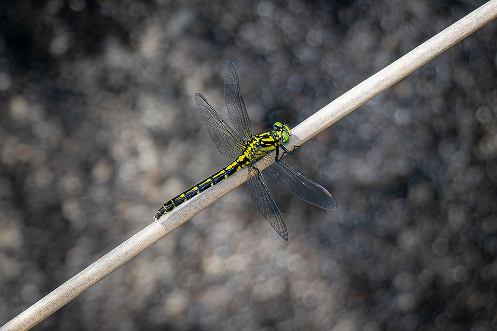 IMG_8726futasujisanae