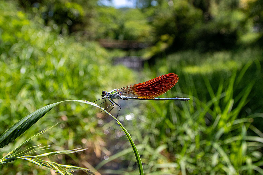 IMG_0502nihonkawatombo