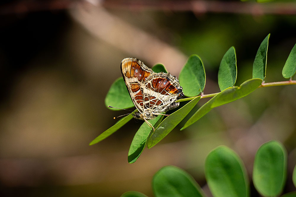 IMG_0938sakahachicho