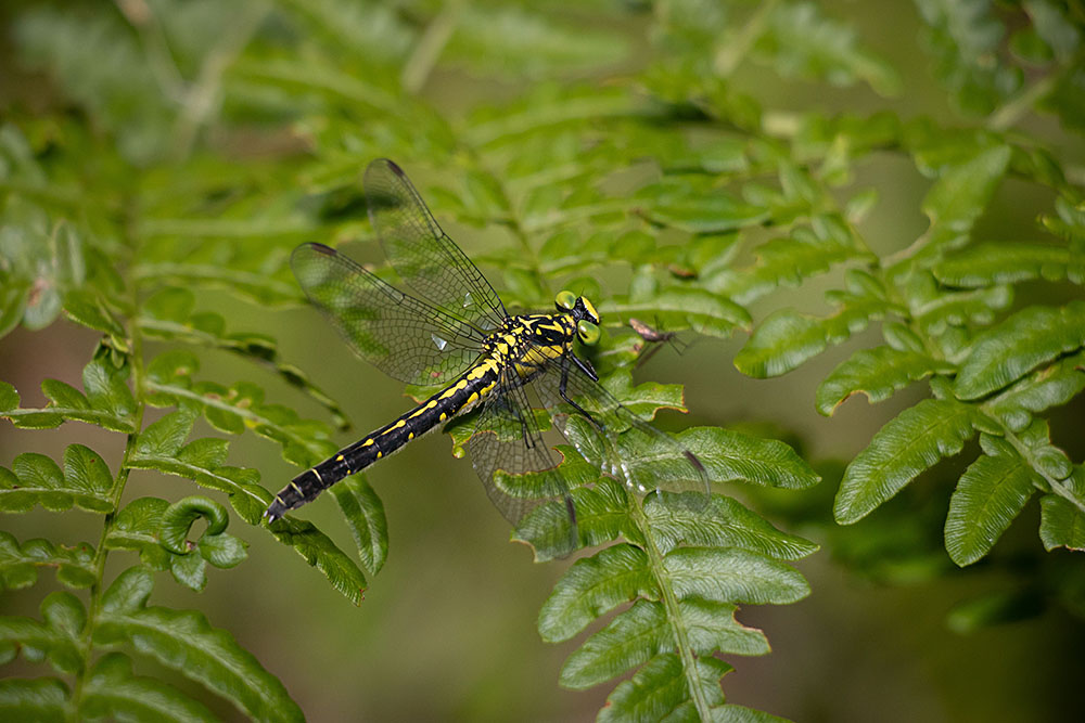 IMG_1414kosanae