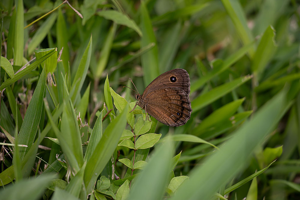IMG_4472janomecho