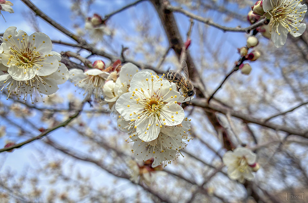 IMG_8479nihonmitubachi