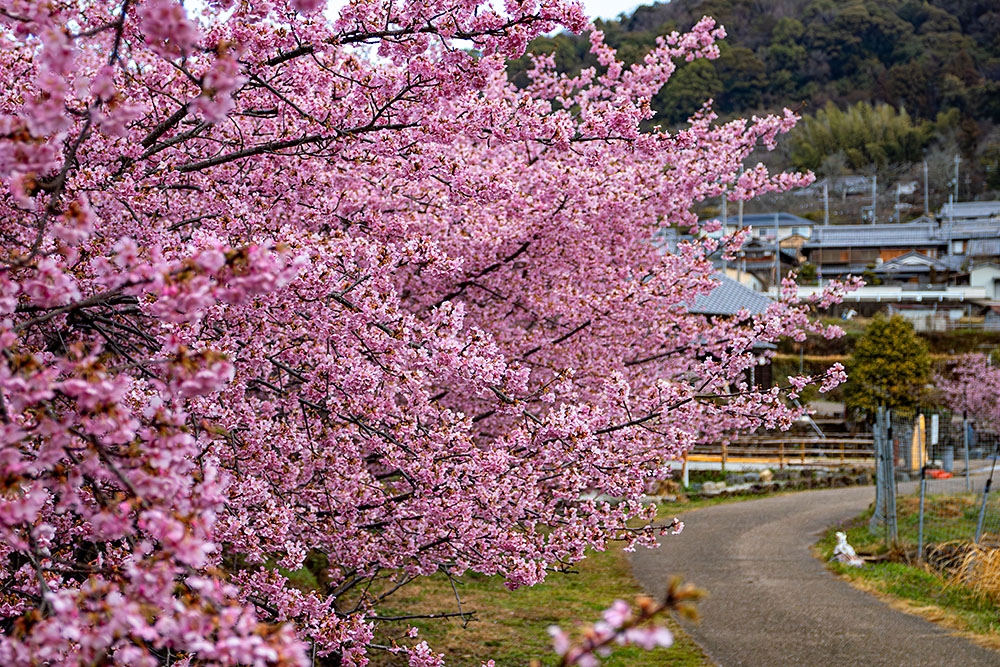 IMG_7066kaeazuzakura