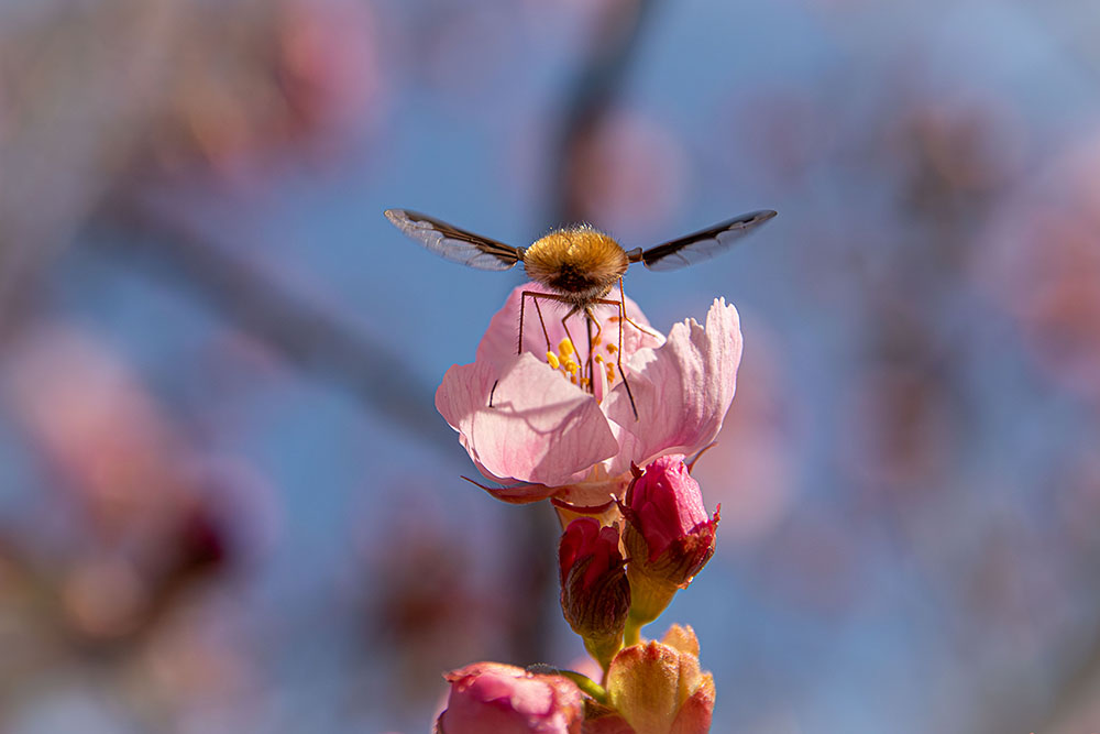 IMG_7416birodoturiabu