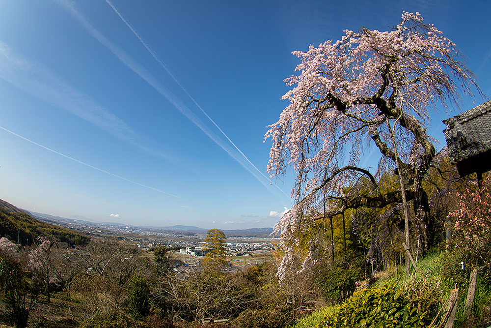 IMG_7508sakura