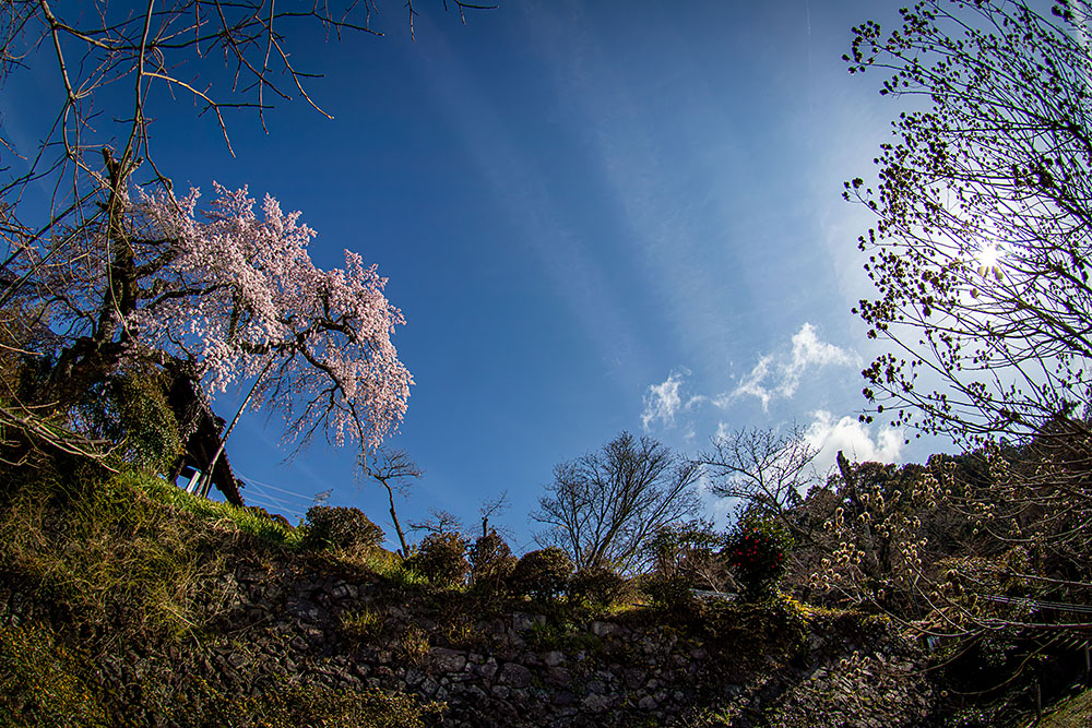 IMG_7586sakura