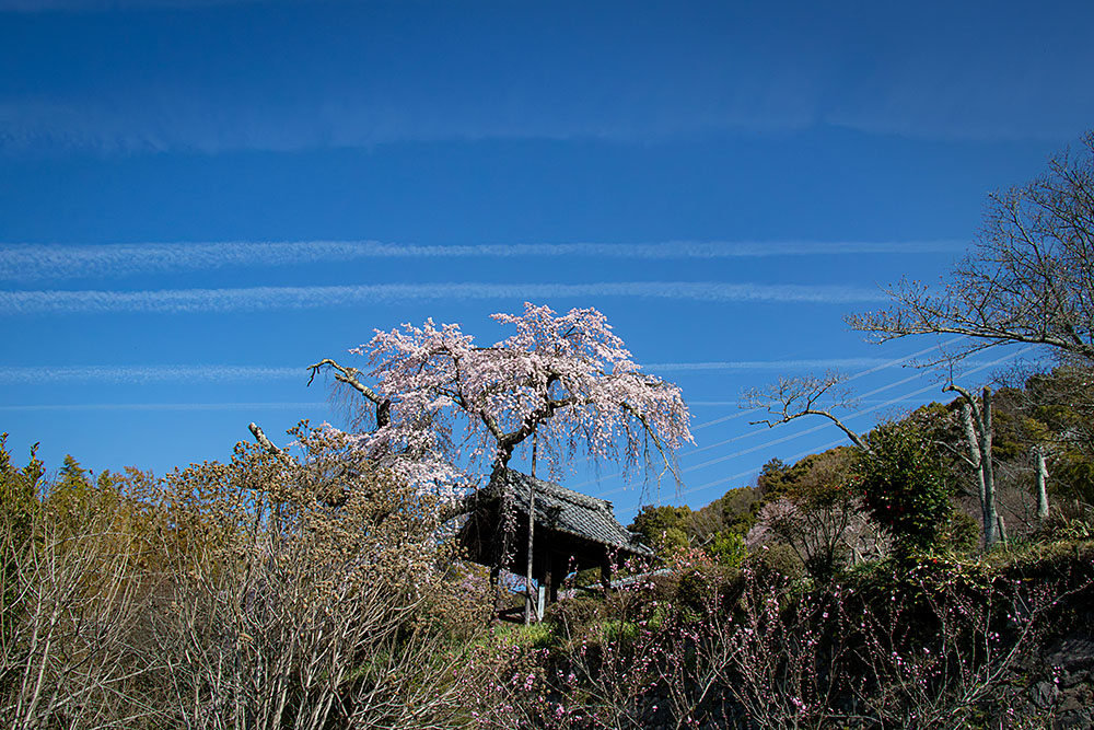 IMG_7622sakura