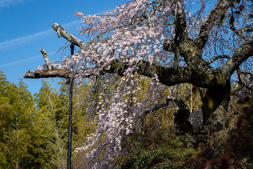 IMG_7625sakura