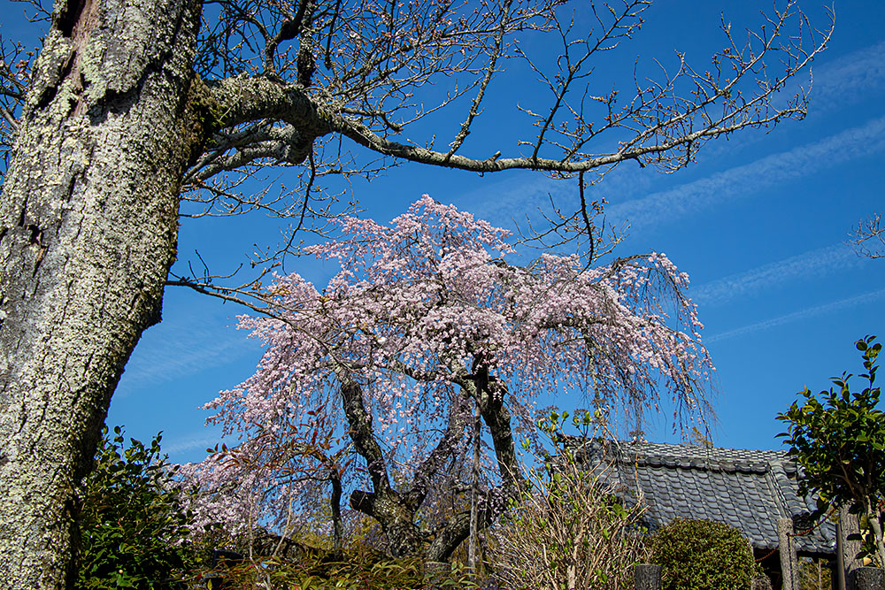 IMG_7626sakura