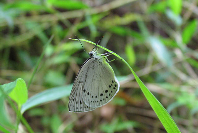 img_3440uragoma