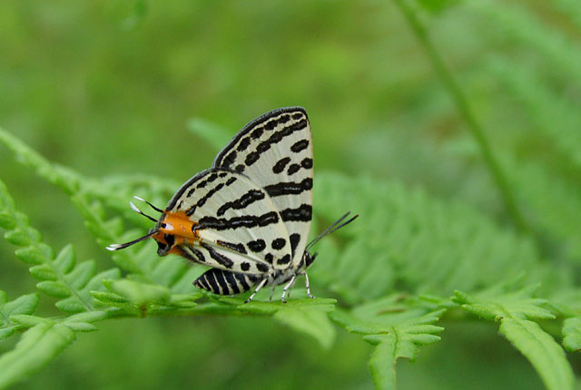 img_4423kimaruri