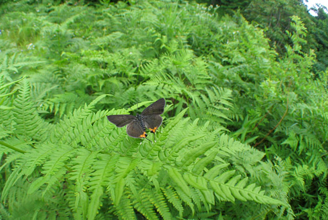 img_4445kimaruri